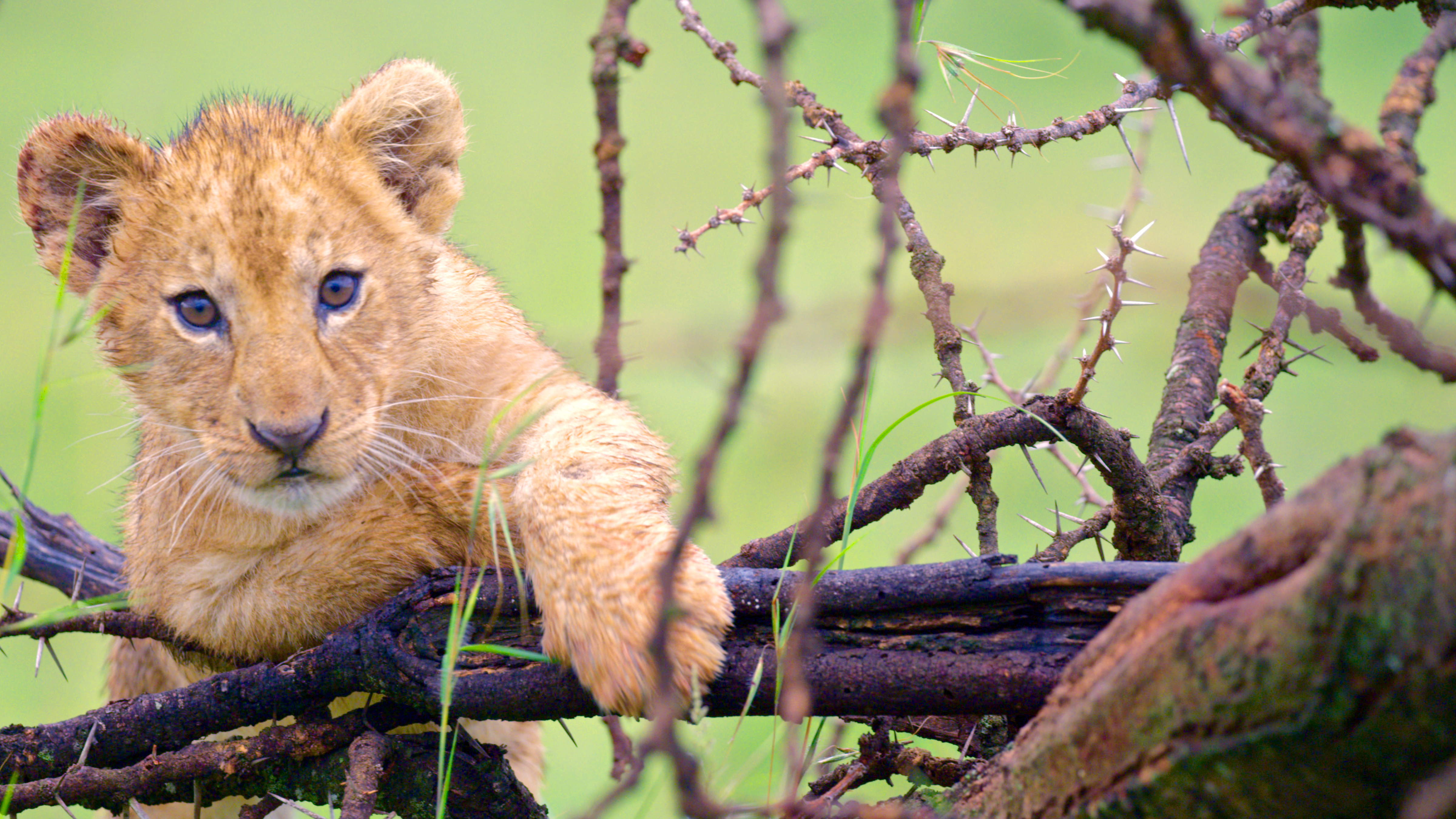 Nat geo wild 1080. Львиное королевство Nat geo Wild. Nat geo Wild camibe Rutube.