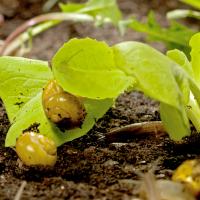 Spring Awakening (Episode 1)