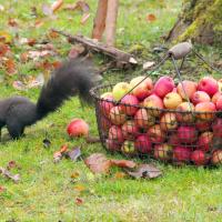 Harvest Time (Episode 2)