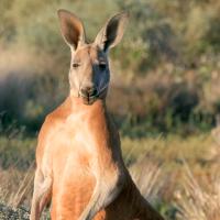 Desert of the Red Kangaroo (Episode 1)