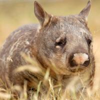 Realm of the Wombat (Episode 3)