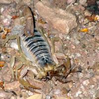 Land of the Giants (Episode 2)