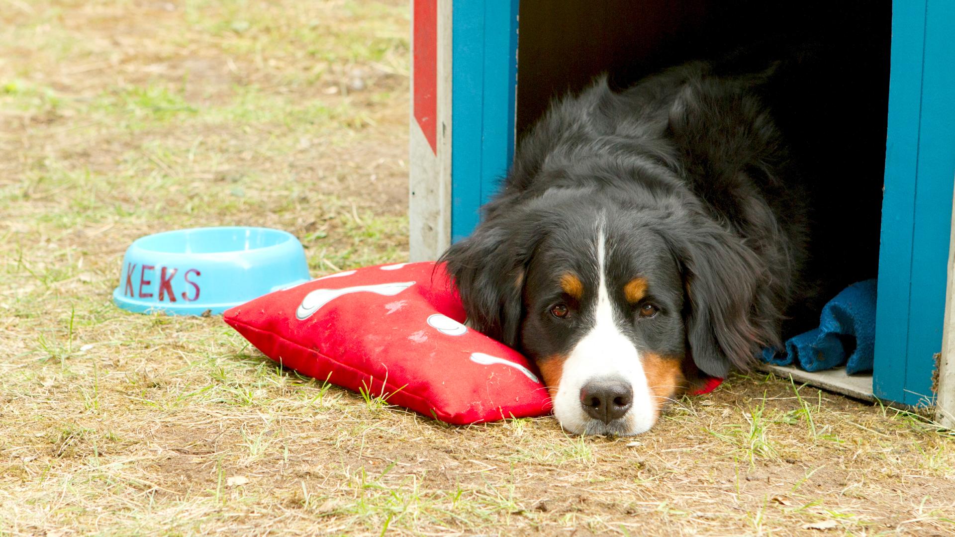 Flonase commercial bernese mountain clearance dog