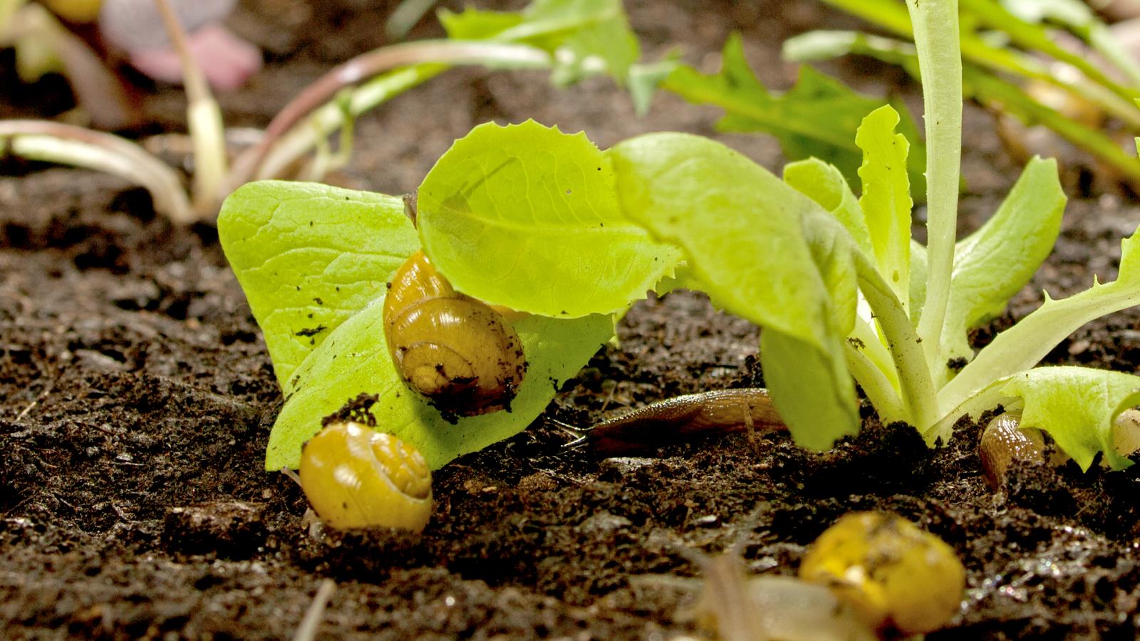 Spring Awakening (Episode 1)