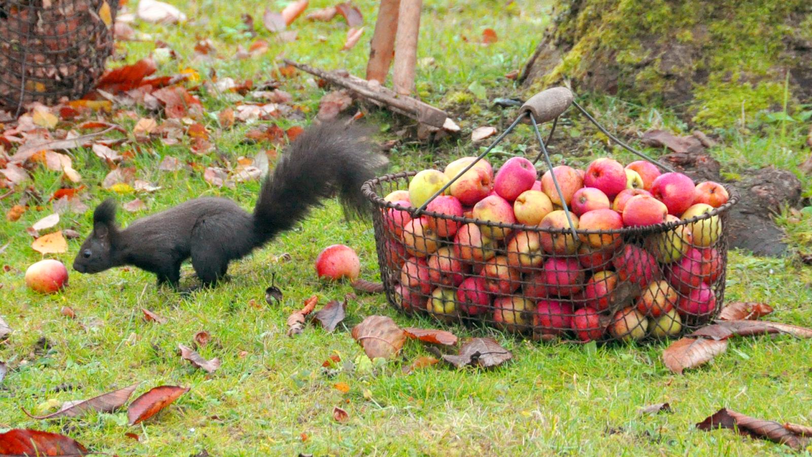 Harvest Time (Episode 2)