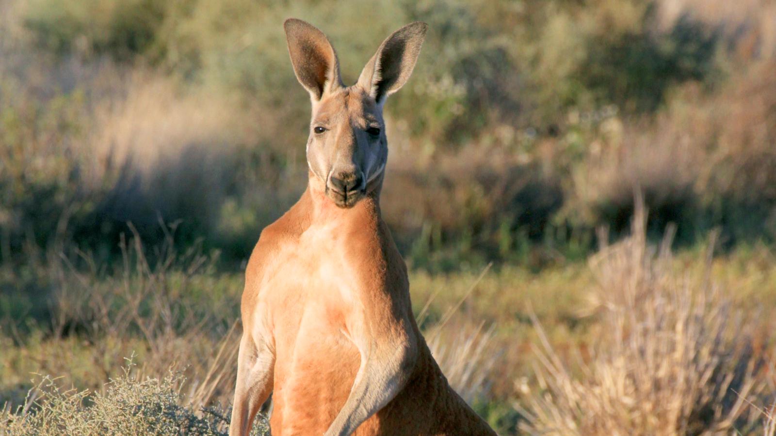 Desert of the Red Kangaroo (Episode 1)