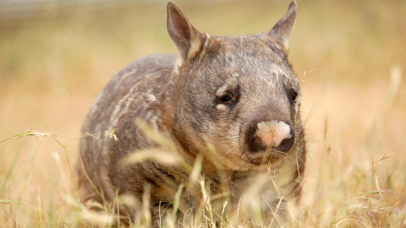 Realm of the Wombat (Episode 3)