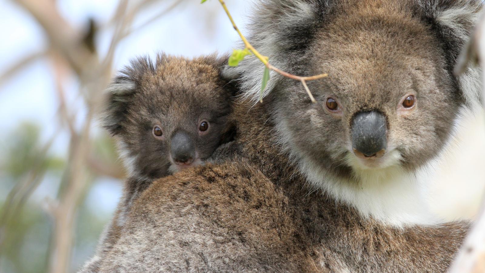 Koala Forest (Episode 4)