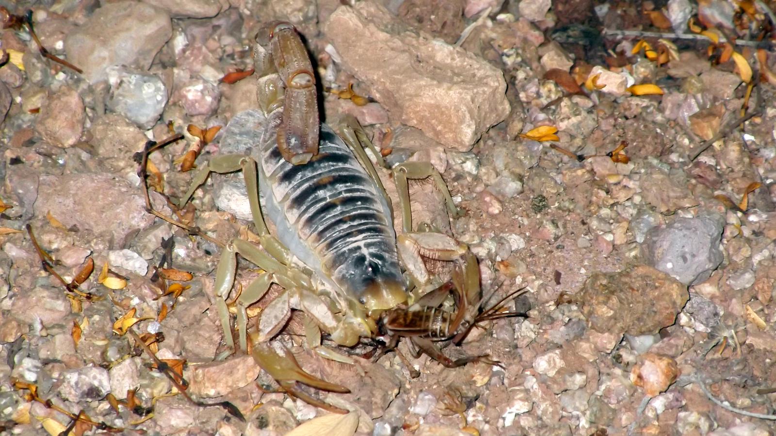 Land of the Giants (Episode 2)