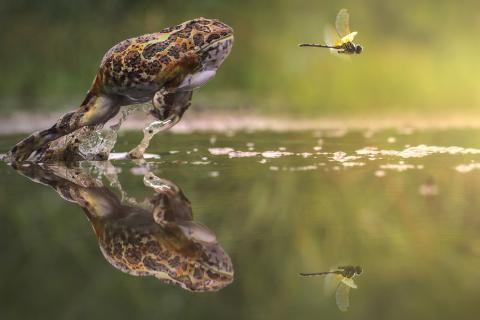 Amphibians / Amphibien