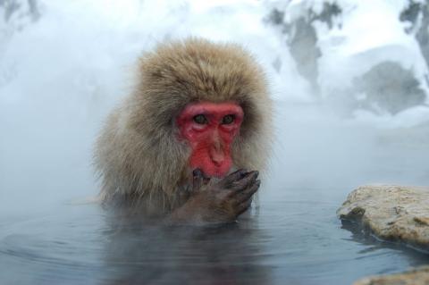 Japan-Makake / Japanese Macaque