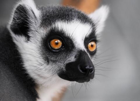 Lemur