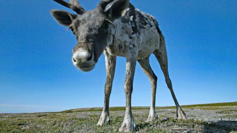 Canada - Caribou