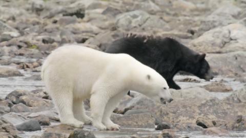 Canada - Polar Bears