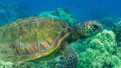 Hawaii - Sea Turtle